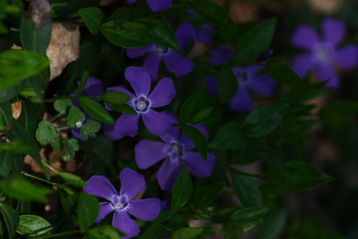 pervinca? - Vinca sp.